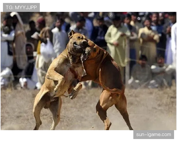 阿尔特塔带队强势回暖，数据揭秘胜利背后的关键因素